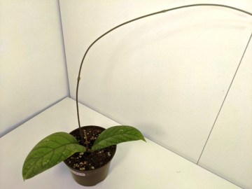 Хойя sp. aff.clemensiorum (IML-1020) Sumatra 08012022